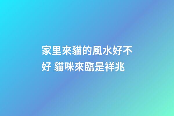 家里來貓的風水好不好 貓咪來臨是祥兆
